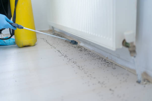 Wasp Removal Services in Countryside, IL